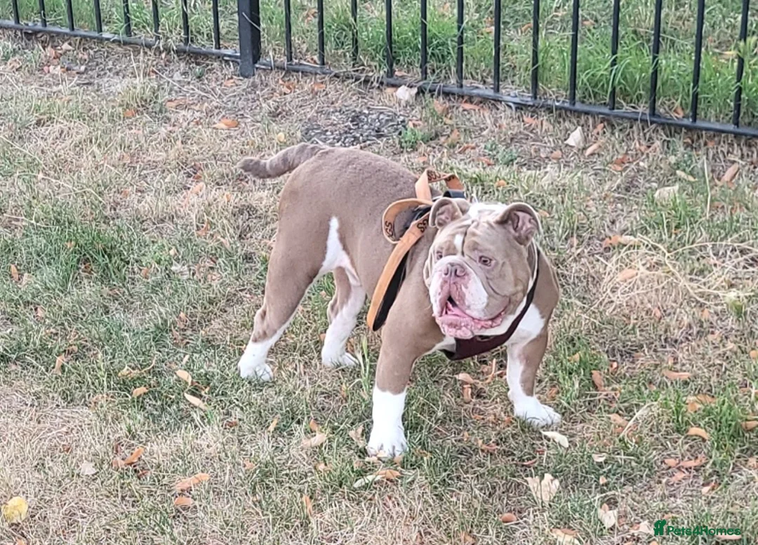 Old Tyme Bulldog dogs for sale: 🐾 Looking for a Forever Home – Meet Rimmer 🐾 in Staines - Advert 1
