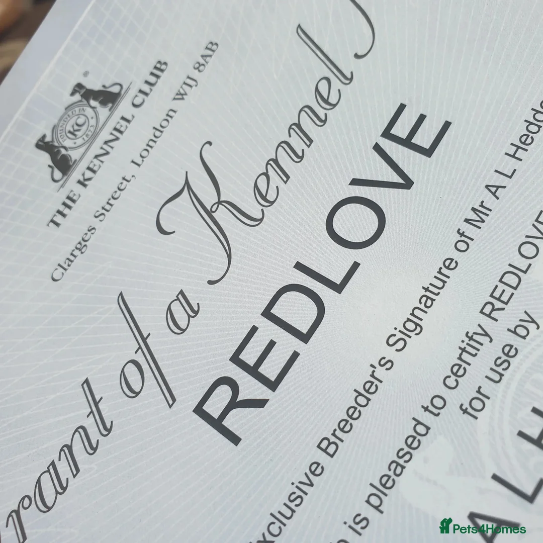 Staffordshire Bull Terrier dogs for stud: 🥨CHIEF CHAMPION SIRED 🥨🏆  in Rochdale - Advert 16