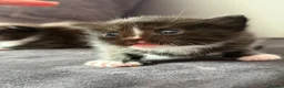 Ragdoll cats for sale: Mix kittens (ragdoll mom) - Advert 6
