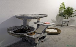 Russian Blue cats for sale: 3 Month Old Kitten Looking 4 a Loving Forever Home - Advert 12