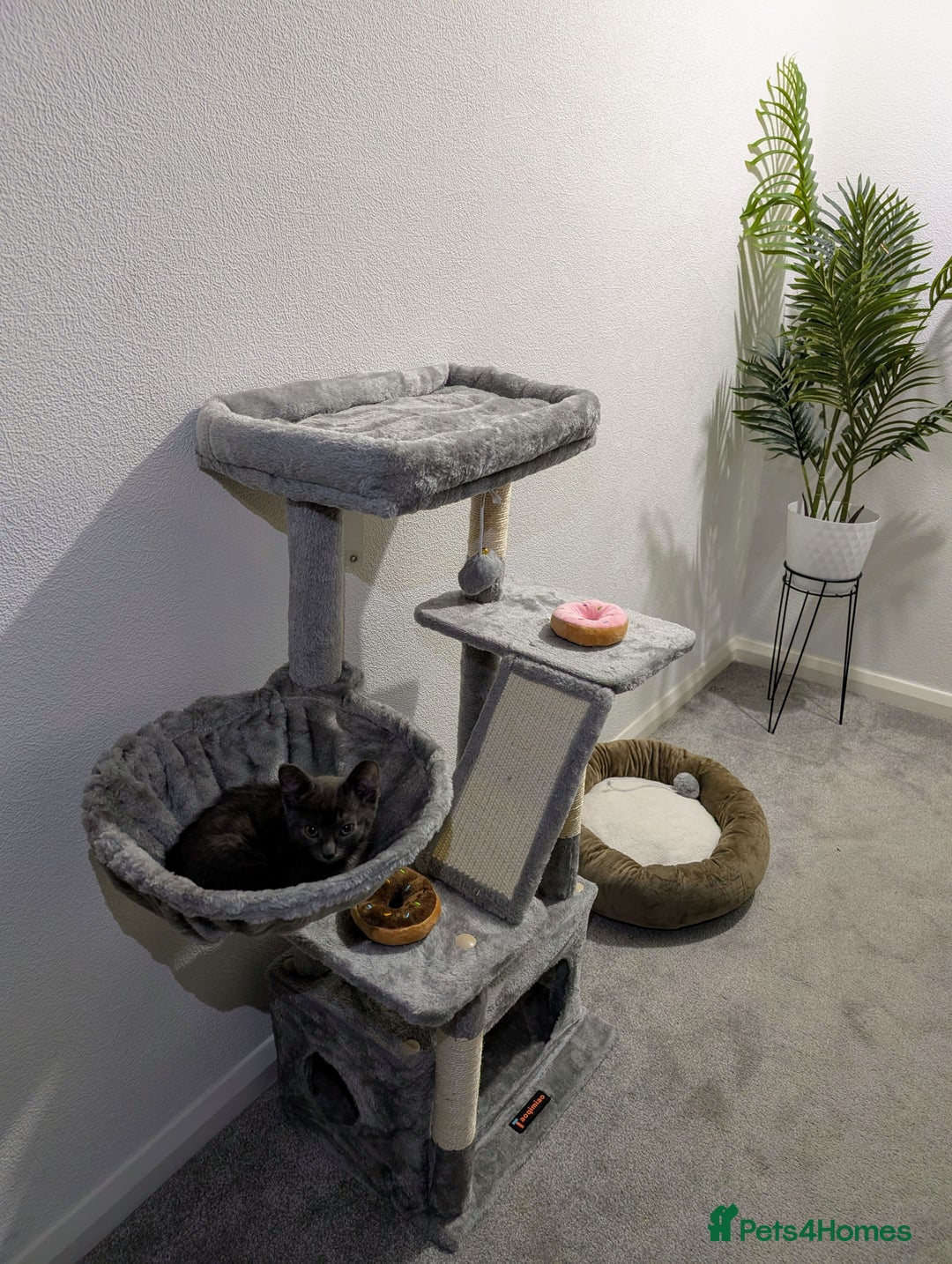 Russian Blue cats for sale: 3 Month Old Kitten Looking 4 a Loving Forever Home - Advert 12