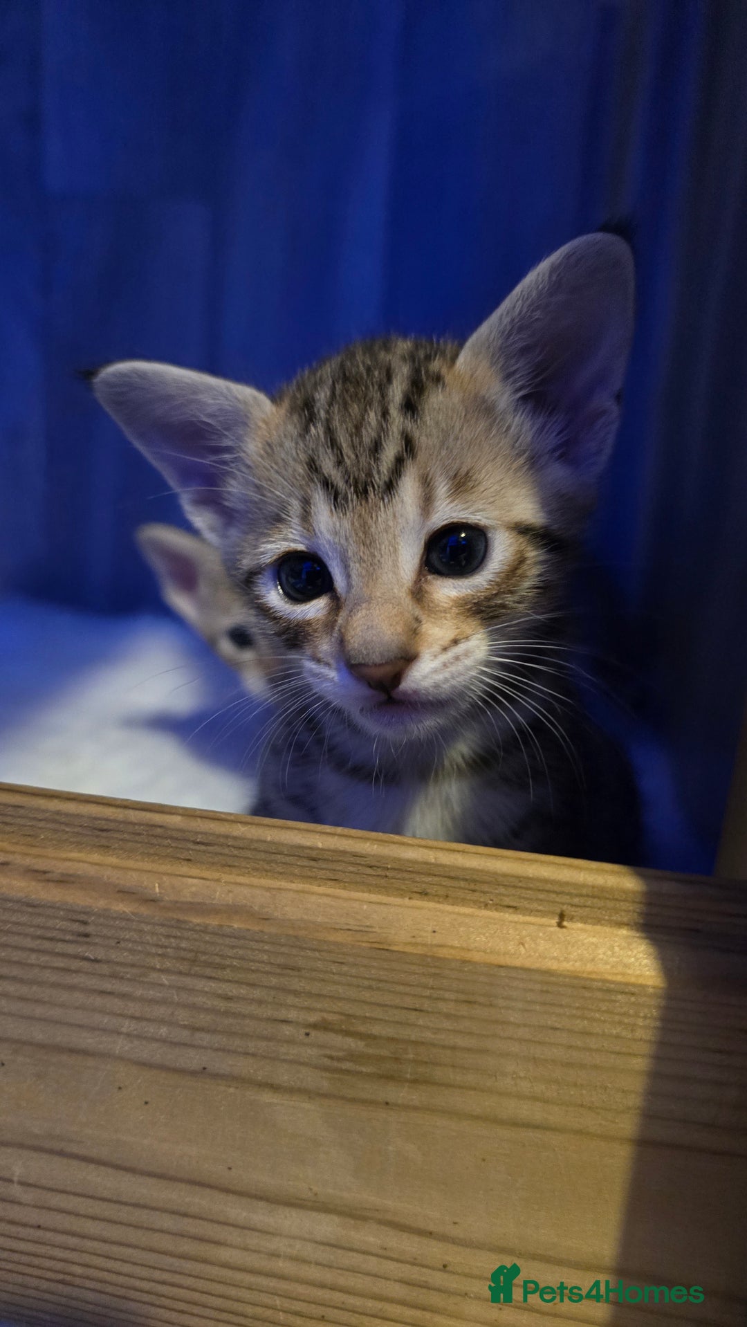 Savannah cats for sale: TICA Registered F8 savannah kittens  - Image 25