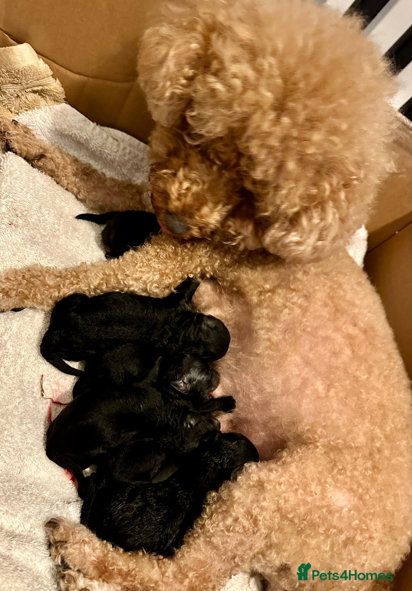 Poochon dogs Poochon Puppies 💙💖 - Advert 10