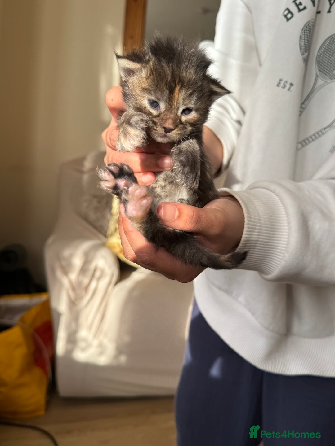 Maine Coon cats for sale: Five gorgeous mainecoon kittens - Advert 10