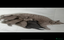 British Shorthair cats for sale: British shorthair kittens - Image 10