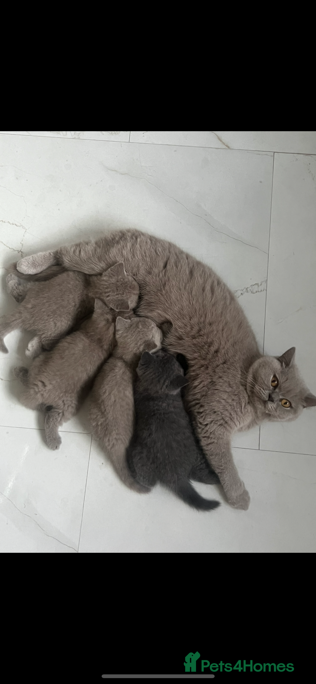 British Shorthair cats for sale: British shorthair kittens - Image 10