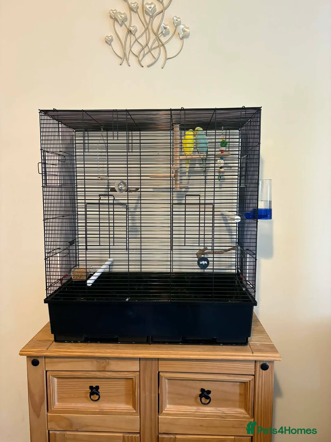 Budgerigars birds for sale: Pretty male and female budgies for sale - Advert 2