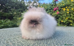 Angora rabbits for sale: ♥️READY NOW🧡Teddydwerg babies- Imported parents🧡 - Image 11