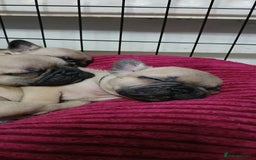 French Bulldog dogs for sale: Standard KC french bulldog litter.  - Image 3