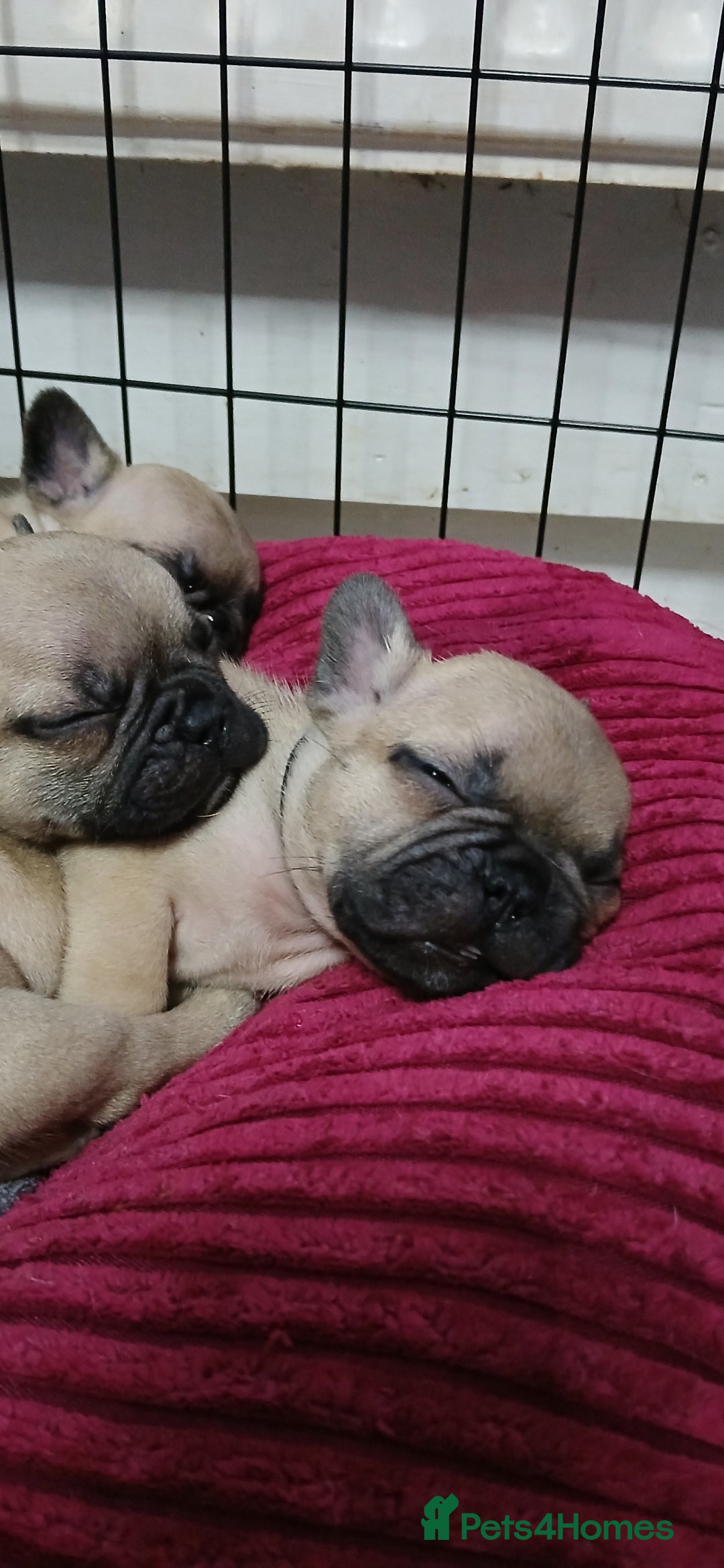 French Bulldog dogs for sale: Standard KC french bulldog litter.  - Image 3