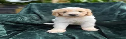Mixed Breed dogs for sale: Golden Doodle X Pyrenees Puppies Ready next week.  - Advert 12