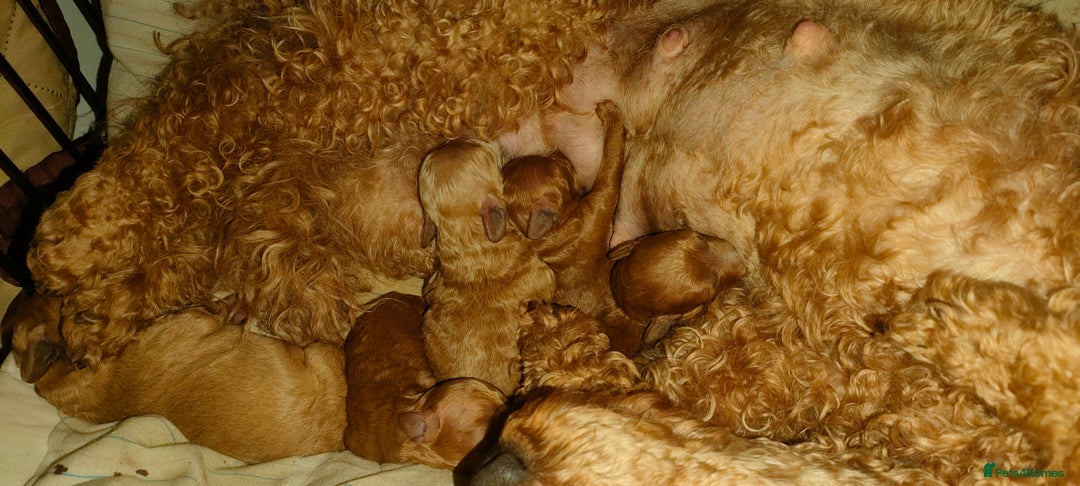 Miniature Poodle dogs for sale: ✨ Miniature Poodle Puppies for Reservation! ✨   - Image 12