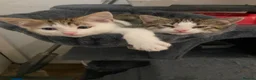 Mixed Breed cats for sale: Stunning kittens ready for their forever homes  in Sheffield - Advert 1
