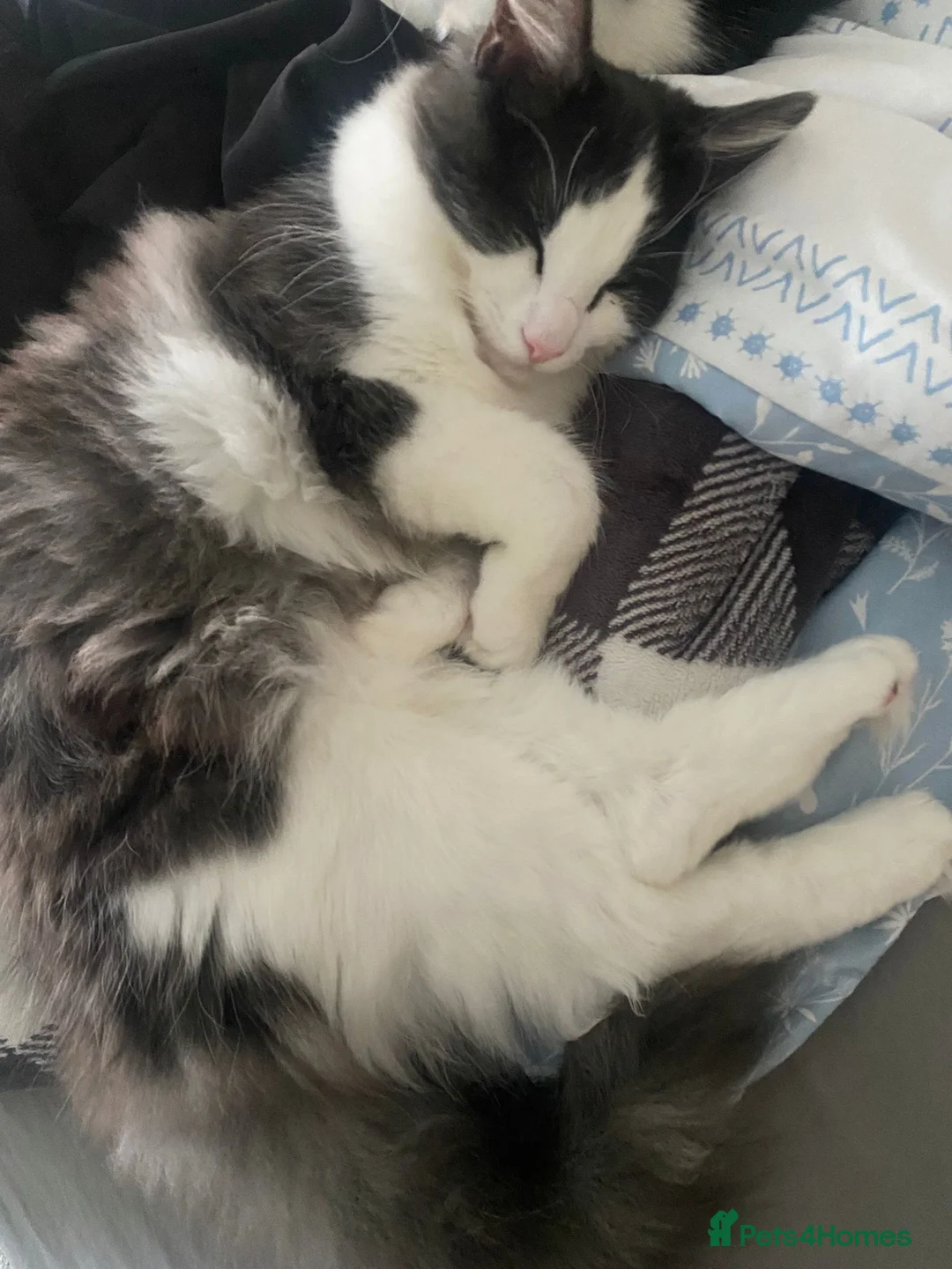 British Shorthair cats for sale: Fiona British short hair mixed breed female  - Advert 5