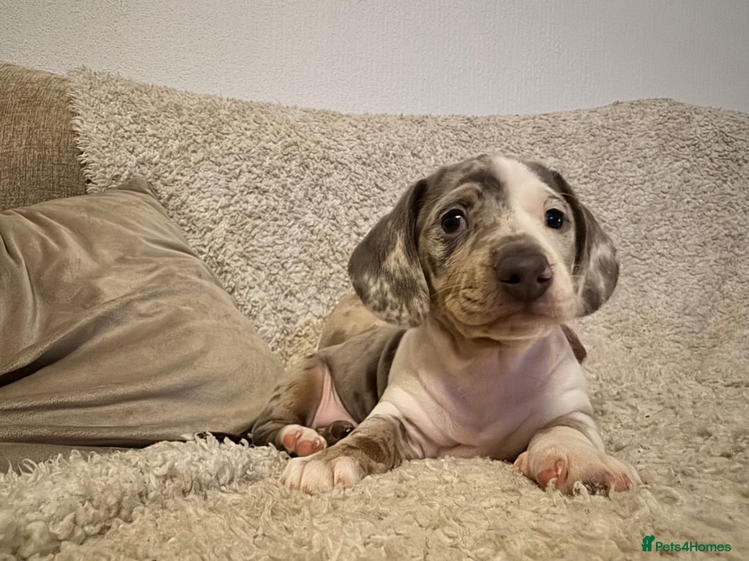 Dachshund dogs for sale: Miniature dapple dachshunds 5 puppies  - Advert 19