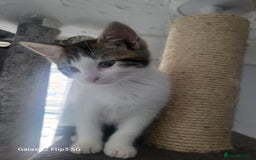 Domestic Shorthair cats for sale: Female tabbies  - Image 3
