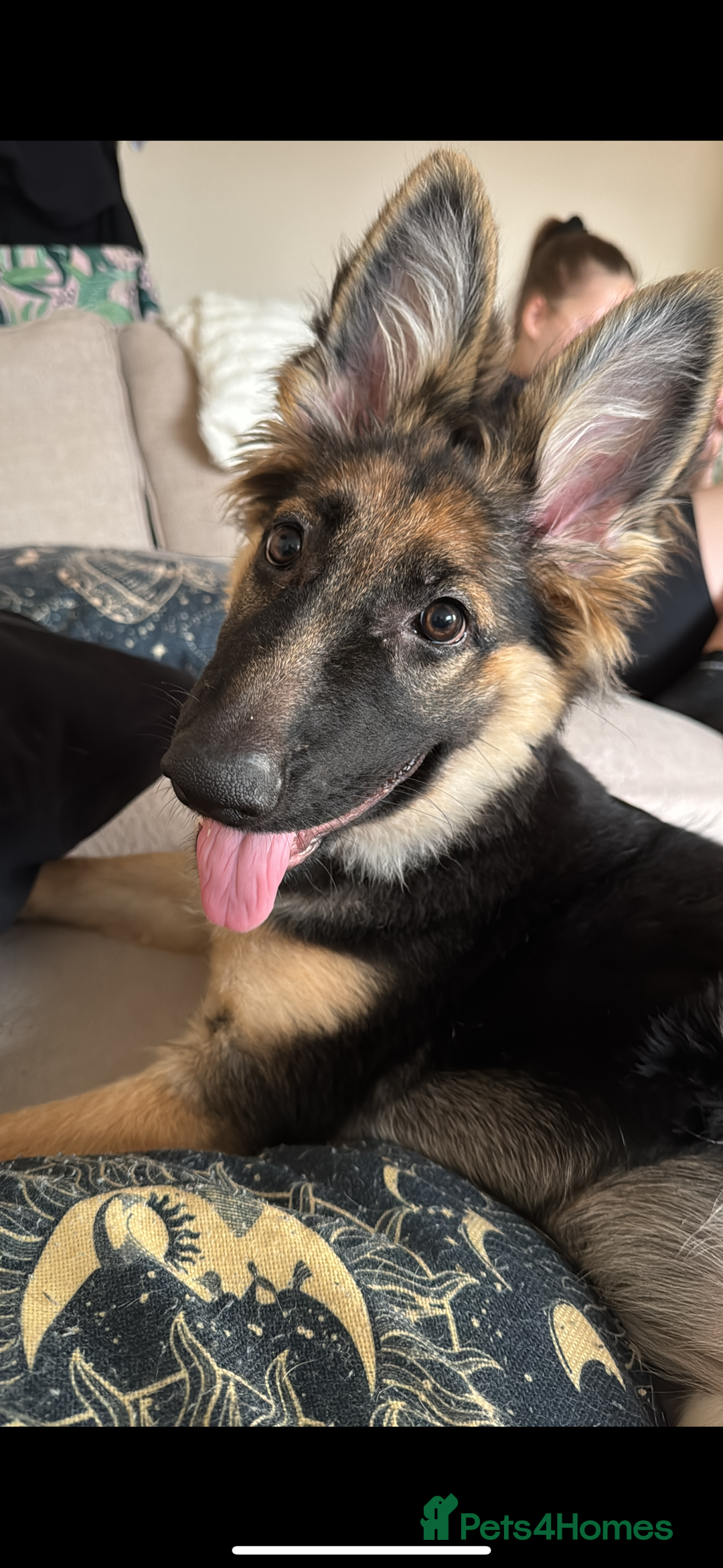 German Shepherd dogs for sale: Beautiful 8 month old German shepherd - Advert 4