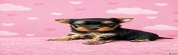Yorkshire Terrier dogs for sale: ✨🐾 Outstanding Show Quality KC Yorkie Puppies 🐾✨ - Advert 5
