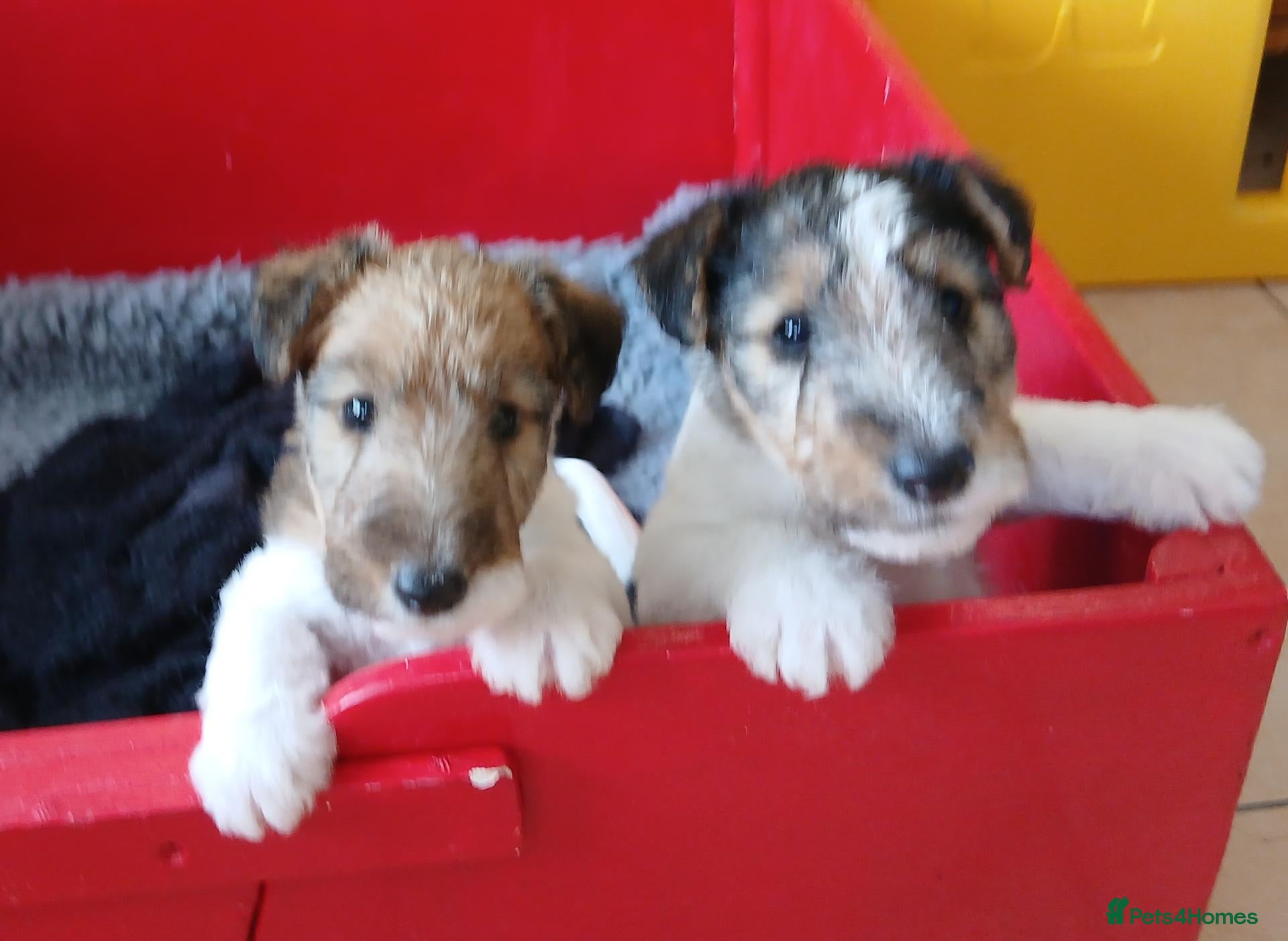 Fox Terrier dogs Wire haired fox terrier pups based in Kent - Advert 16
