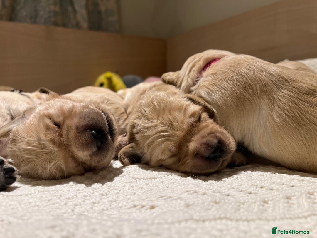 Golden Retriever dogs for sale: ✨ When Bella Met Loki 💛 - Image 9
