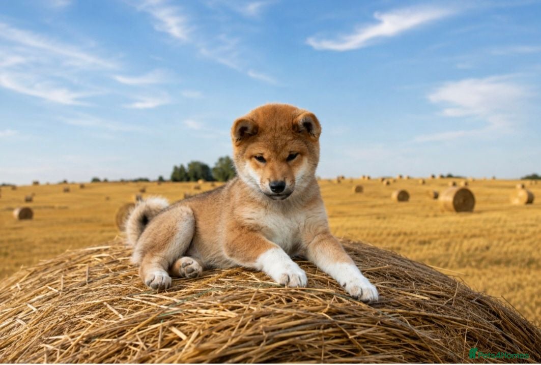 Japanese Shiba Inu dogs Top Quality Japanese shiba inu  - Advert 1