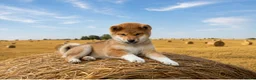Japanese Shiba Inu dogs for sale: Top Quality Japanese shiba inu  - Advert 1