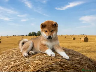 Japanese Shiba Inu dogs Top Quality Japanese shiba inu - Advert 2