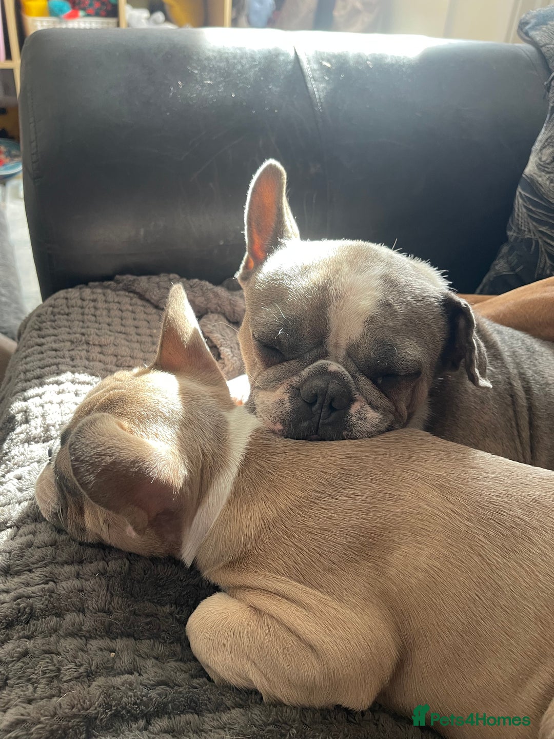 French Bulldog dogs for sale: French bulldog - Image 11