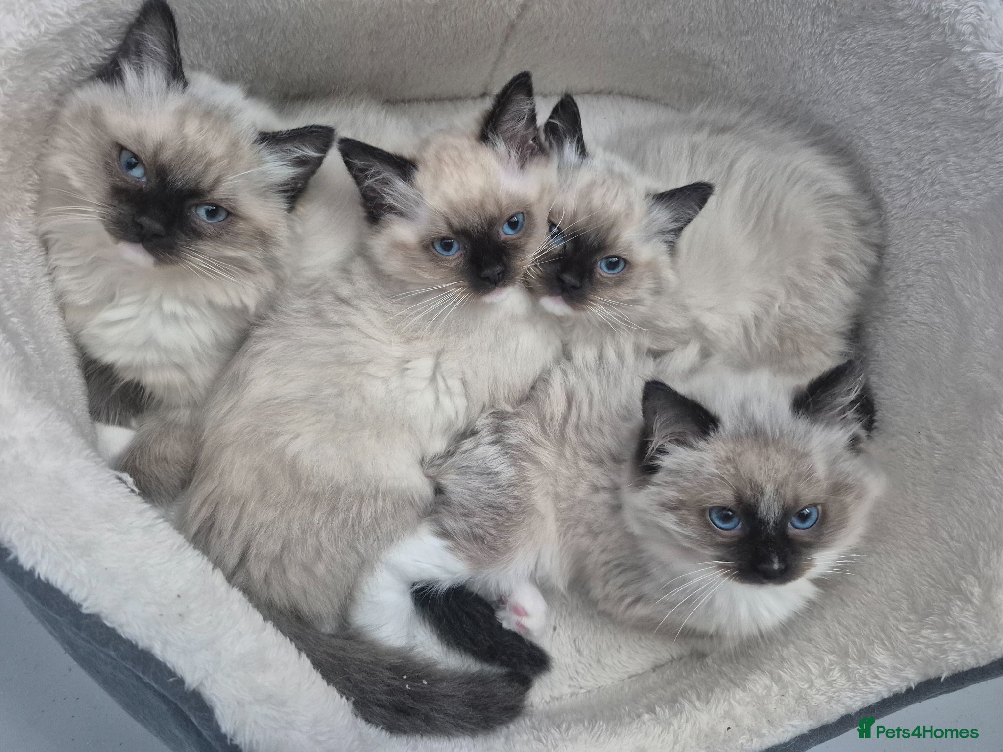 Ragdoll cats for sale: READY NOW!! GCCF Reg. Ragdolls SEAL MITTED - Advert 1