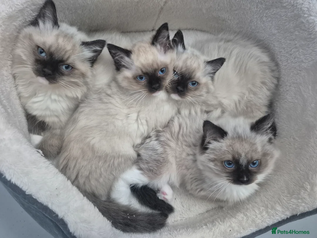 Ragdoll cats for sale: READY NOW!! GCCF Reg. Ragdolls SEAL MITTED in Bedford - Advert 1