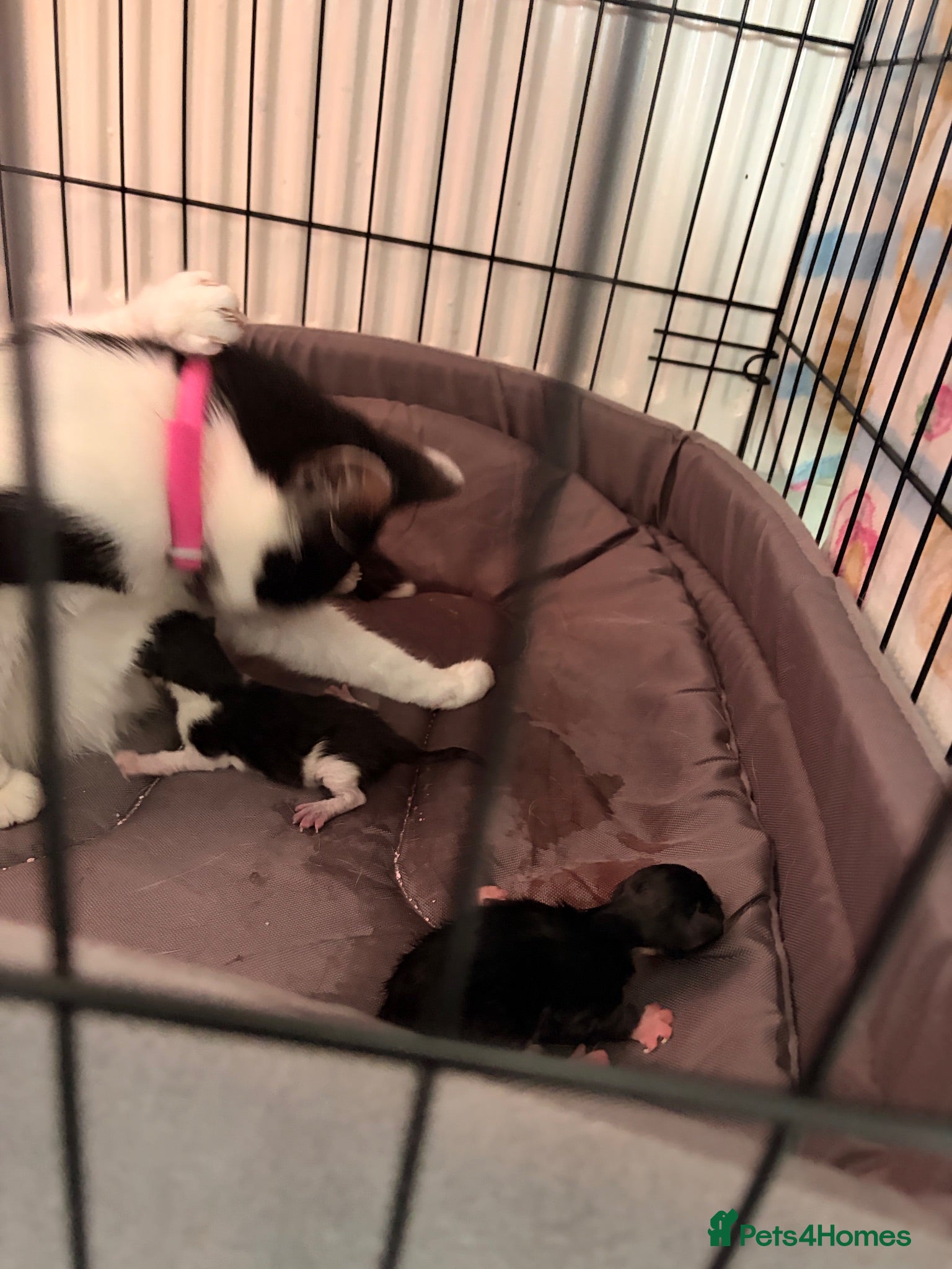 Mixed Breed cats Kitten  - Advert 5