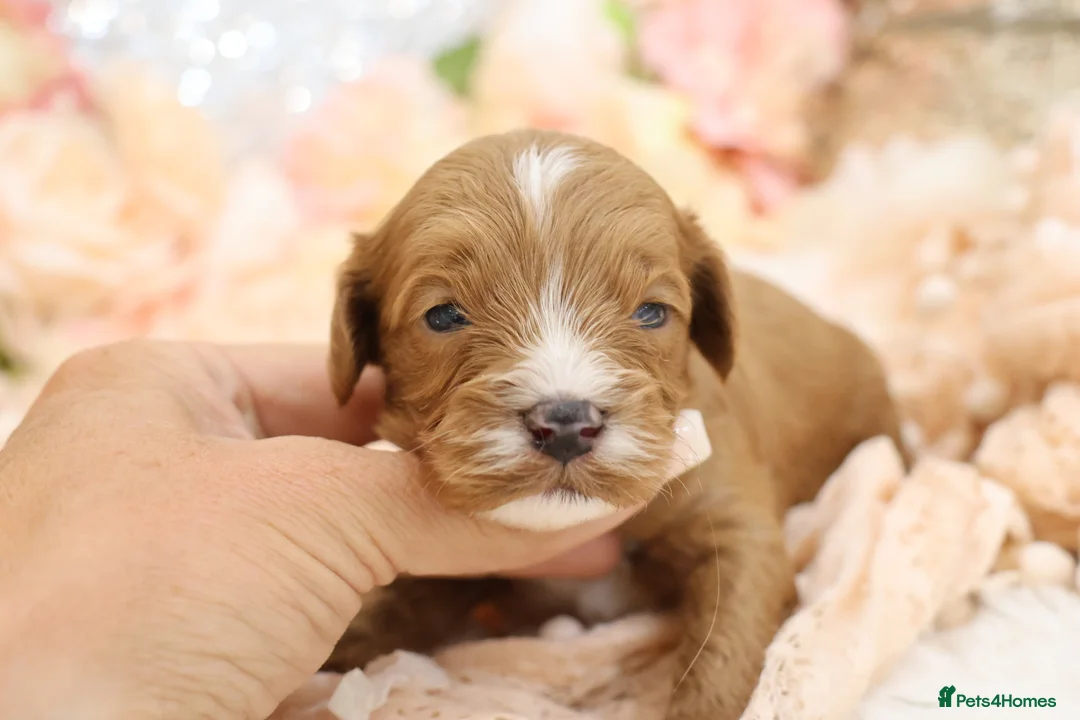 Cavapoo dogs for sale: *HEALTH TESTED* CAVAPOOS - Advert 27