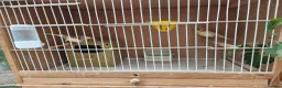 Canaries birds for sale: Male & Female Canaries for sale - Advert 5