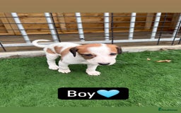 Mixed Breed dogs for sale: Pure saluki-greyhound puppies  - Advert 6