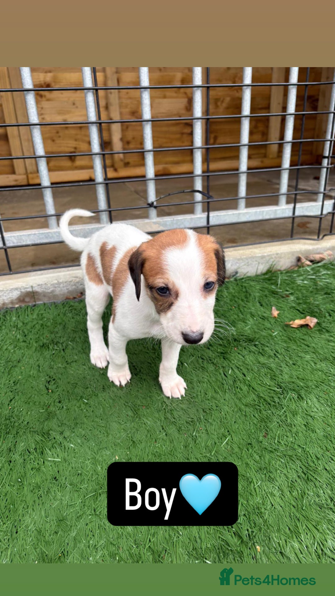 Mixed Breed dogs for sale: Pure saluki-greyhound puppies  - Advert 6