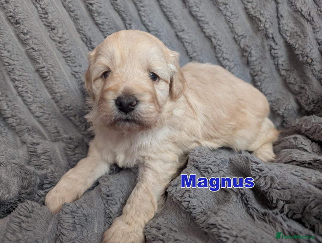 Mixed Breed dogs for sale: Miniature Mountain Australian Bernedoodles  - Advert 4