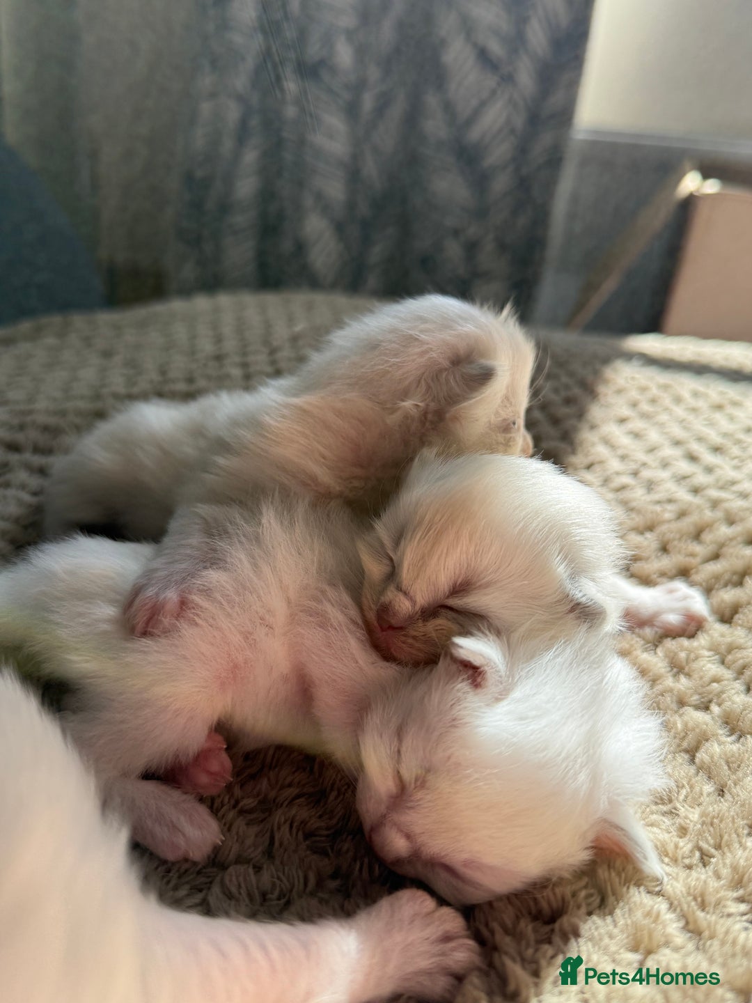 Ragdoll cats for sale: Ragdoll Kittens  - Image 7