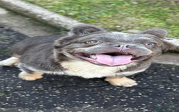 French Bulldog dogs for sale: Fluffy french bulldog  - Image 1