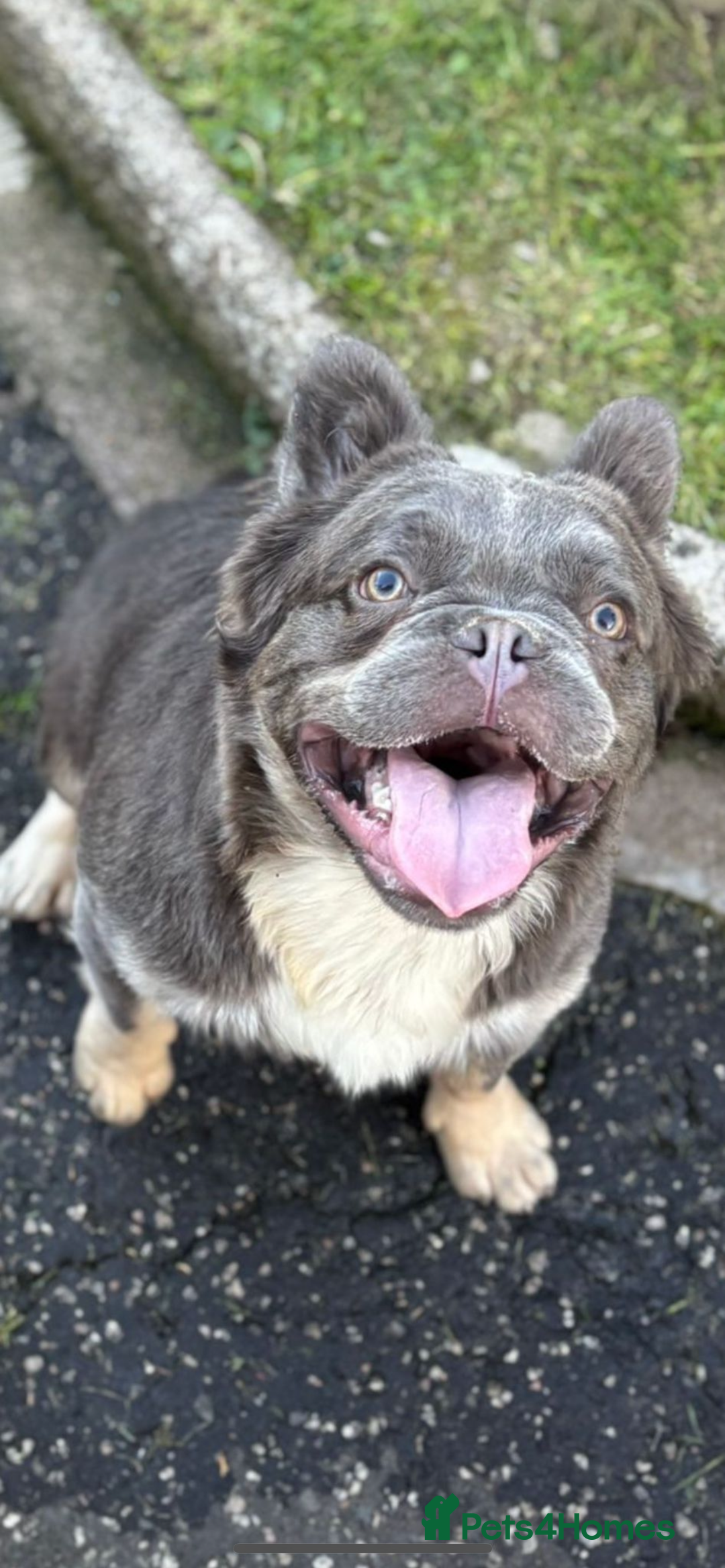 French Bulldog dogs for sale: Fluffy french bulldog  - Image 1