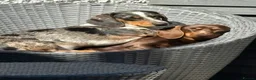 Miniature Dachshund dogs for sale: Miniature Dachshund puppies  in Thornton-Cleveleys - Advert 2