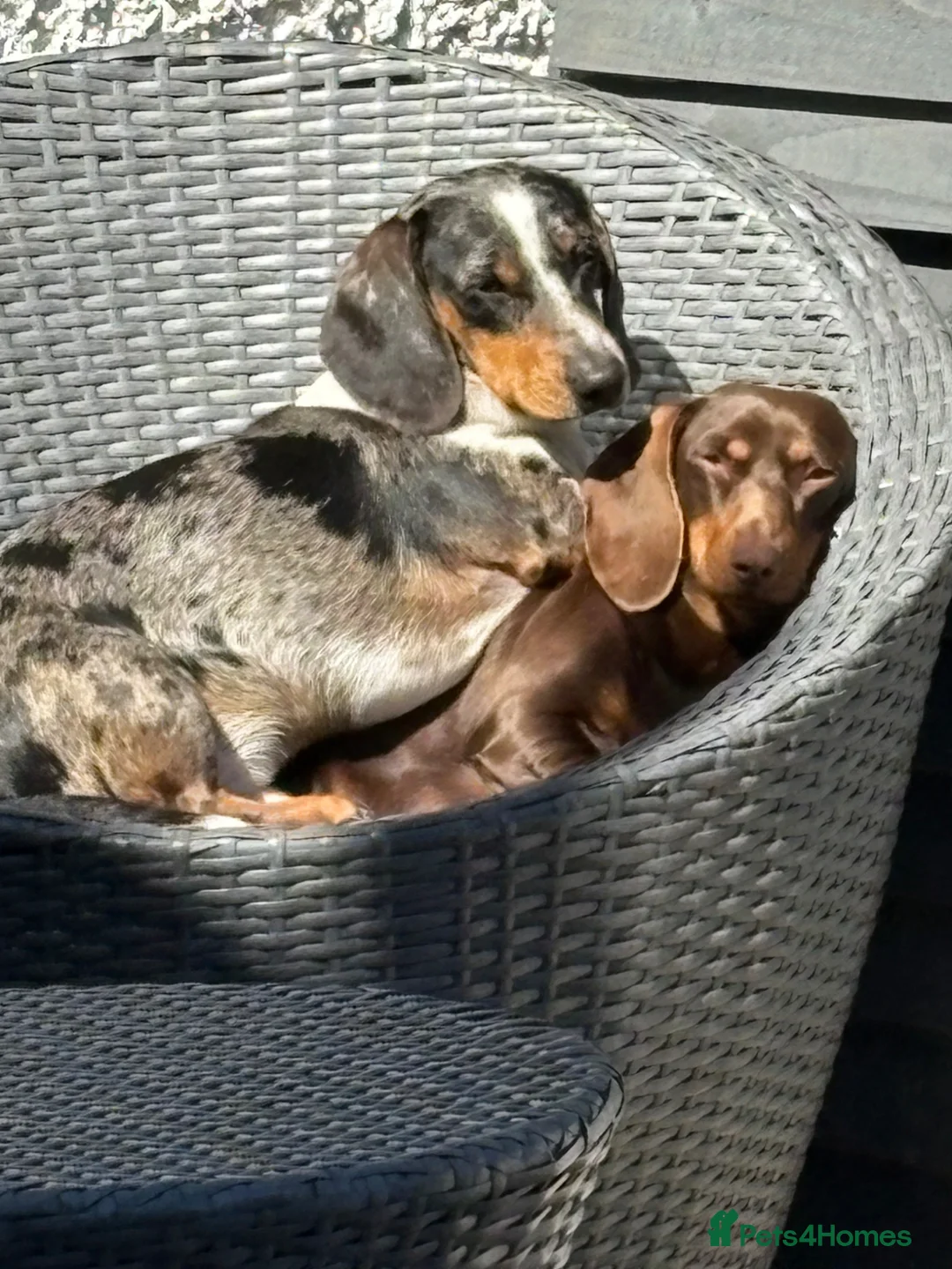 Miniature Dachshund dogs for sale: Miniature Dachshund puppies  in Thornton-Cleveleys - Advert 2