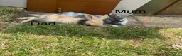 Dwarf Lop rabbits for sale: Dawf bunnies  - Advert 6