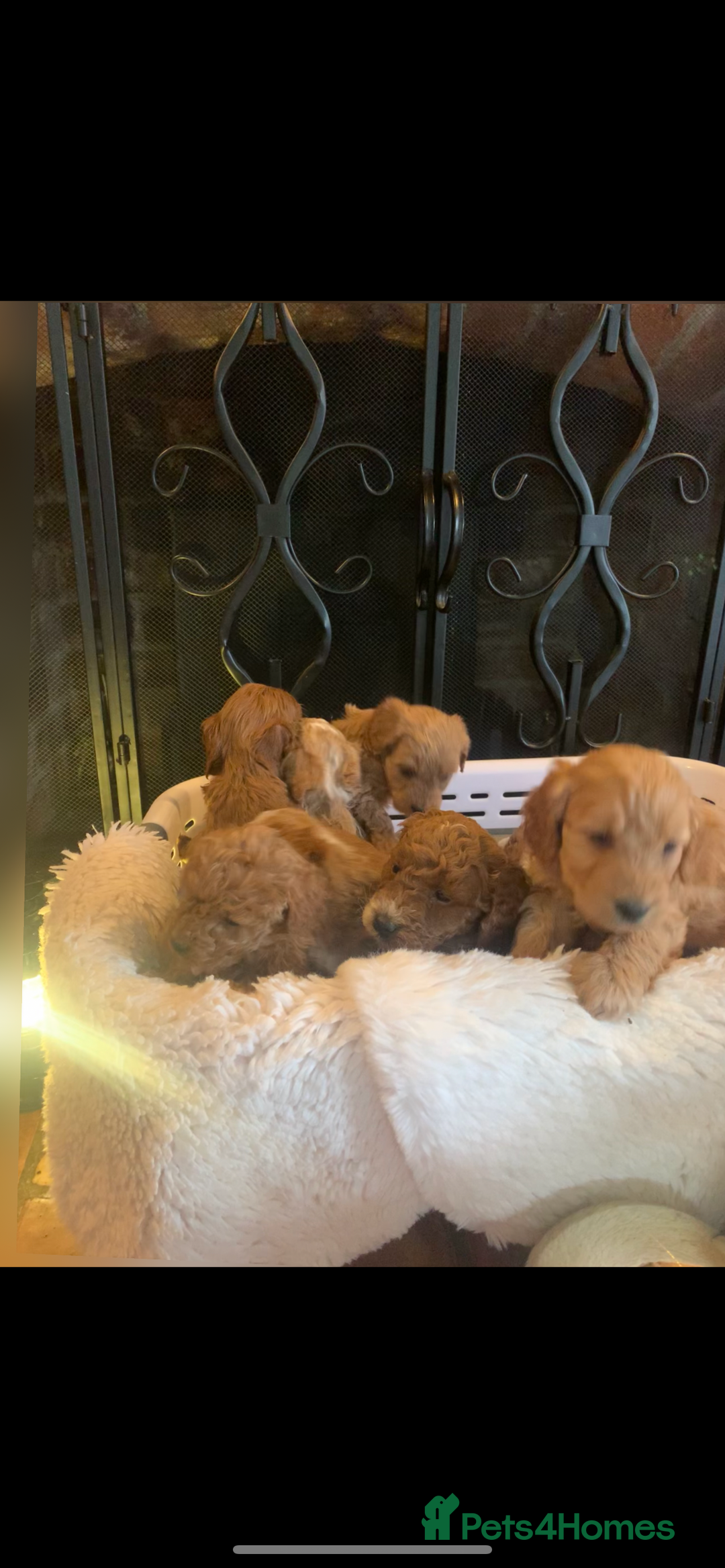 Cockapoo dogs for sale: F1b cockapoo  - Advert 15