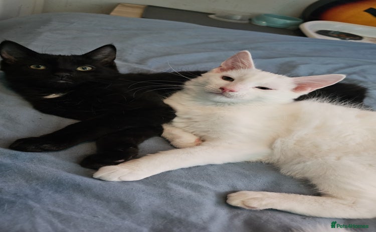 Turkish Angora cats - Advert 10