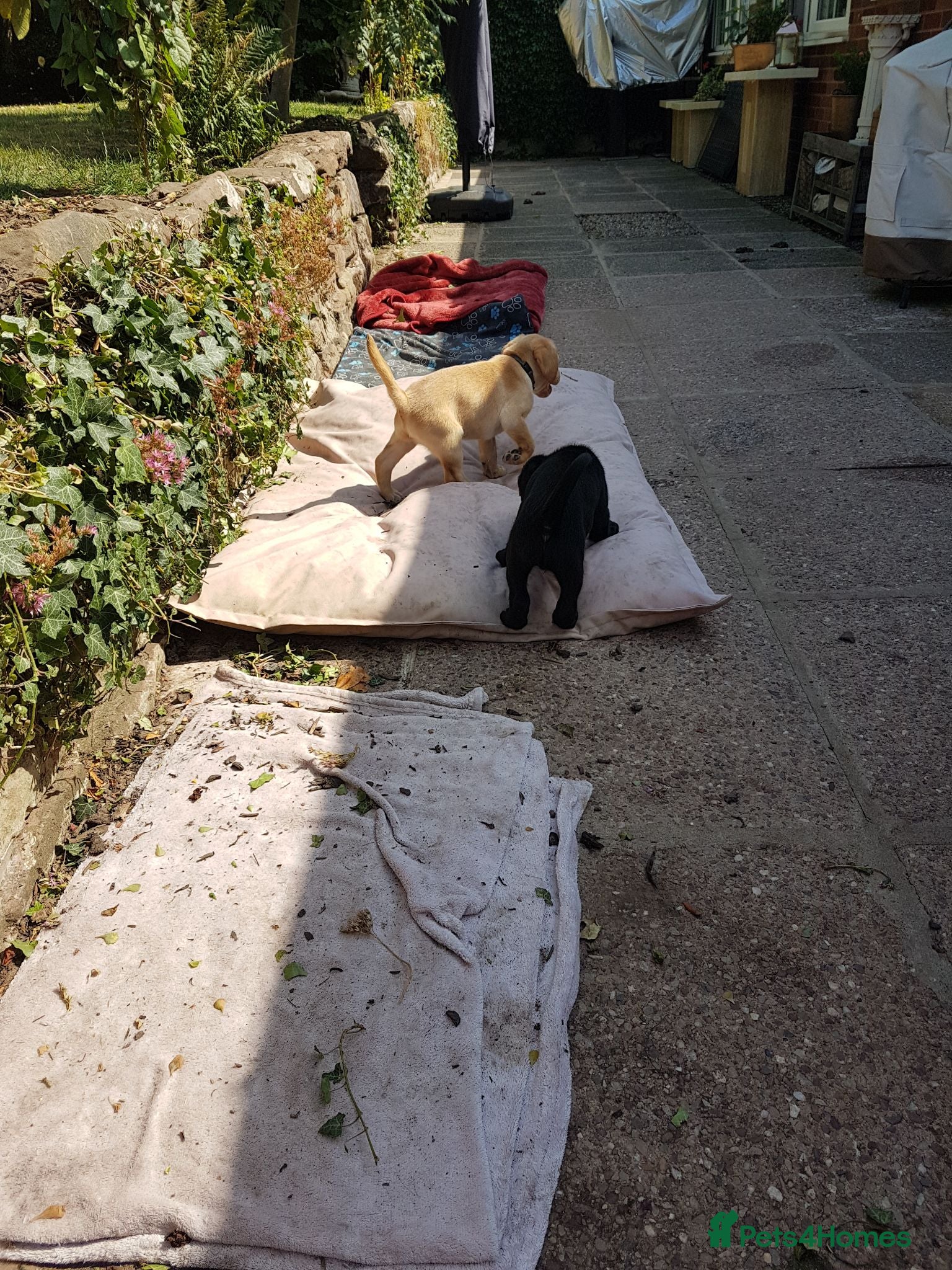 Labrador Retriever dogs Excellent KC Registered Labrador puppies  - Advert 2