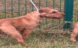 Lakeland Terrier dogs for sale: Quality Lakeland terrier looking for new home  - Image 7