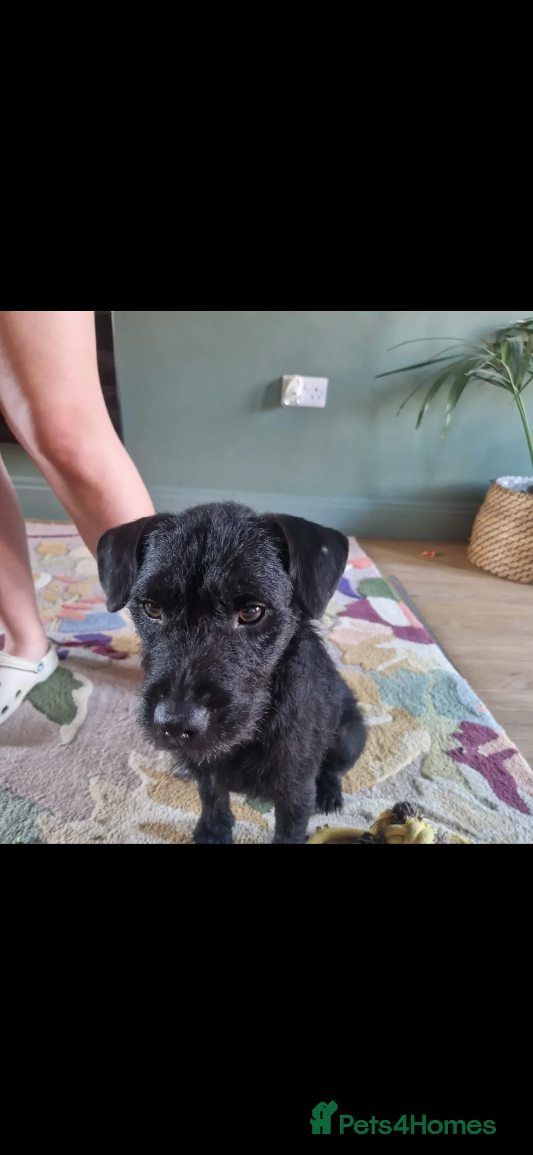 Patterdale Terrier dogs for sale: Patterdale puppies  - Advert 2