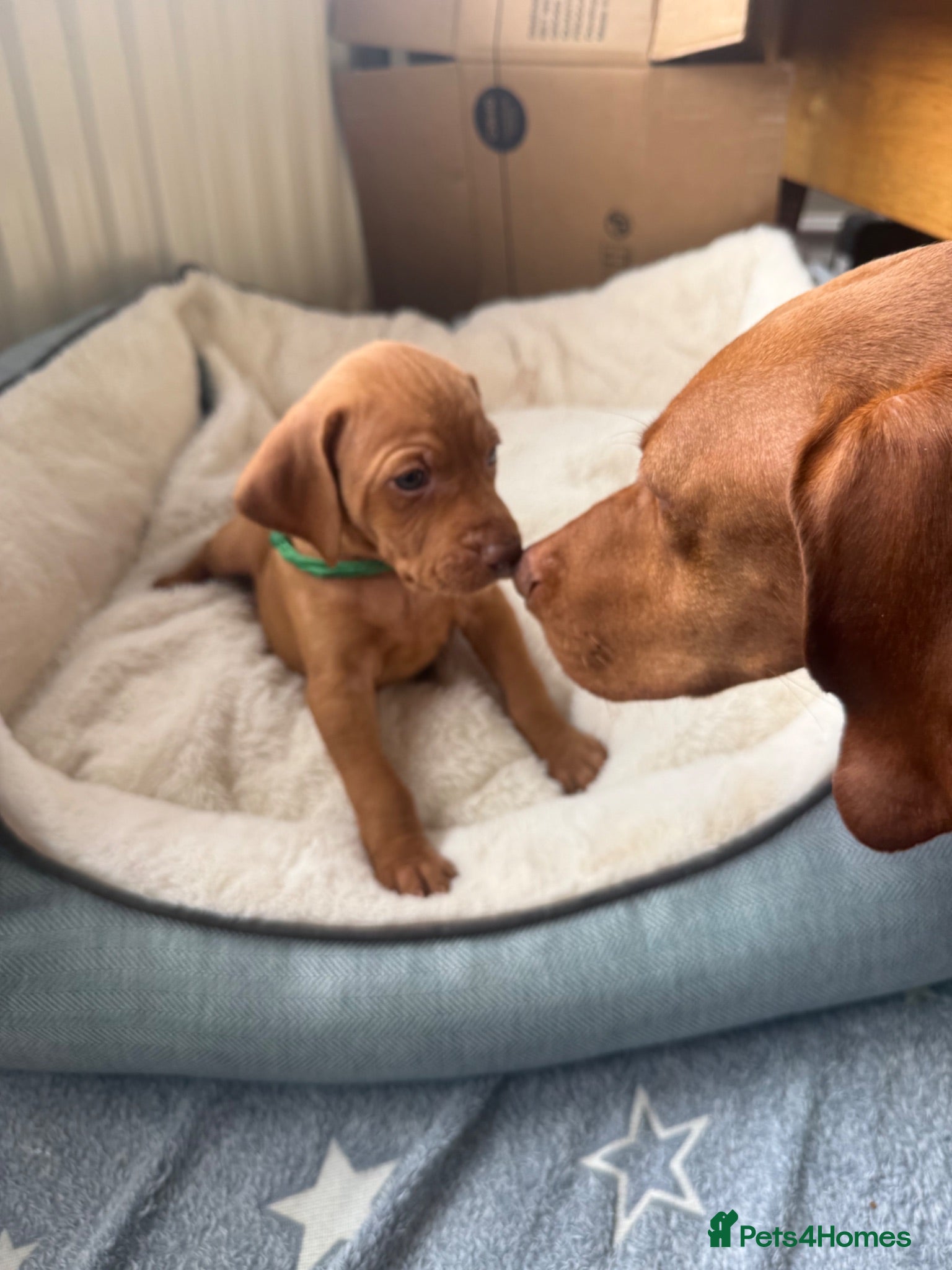 Hungarian Vizsla dogs KC Registered Hungarian Viszla litter  - Advert 1
