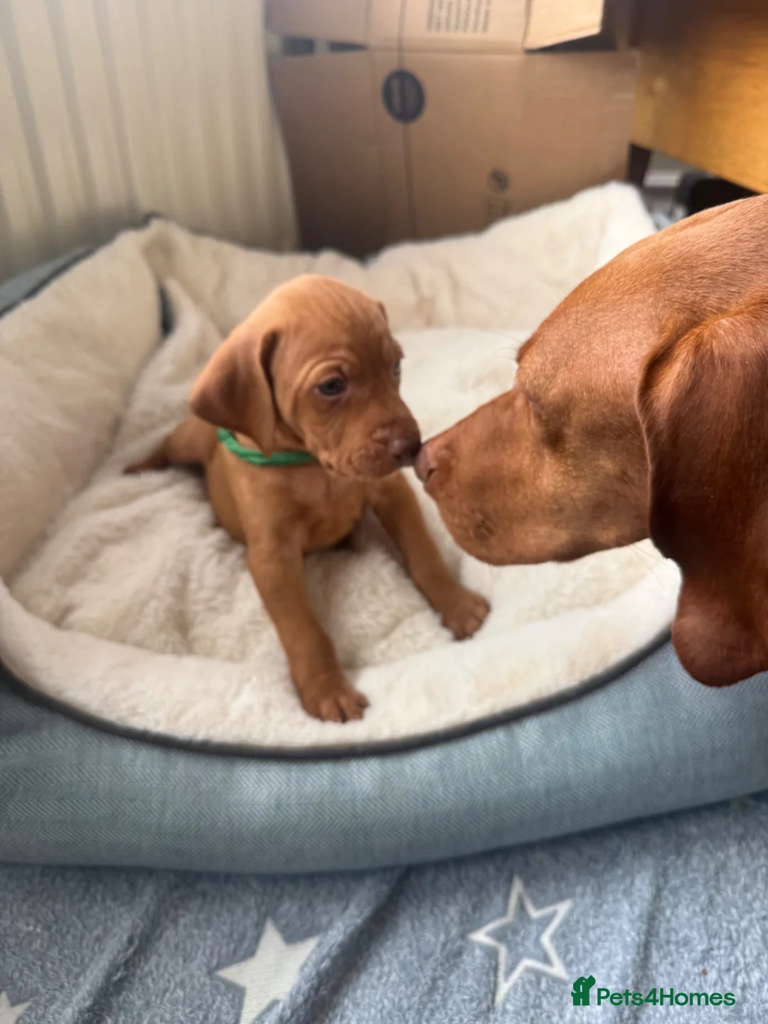 Hungarian Vizsla dogs for sale: KC Registered Hungarian Viszla litter  - Advert 2