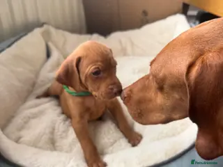 Hungarian Vizsla dogs KC Registered Hungarian Viszla litter - Advert 1